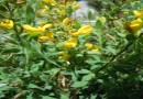 Corothamnus rectipilosus ©  Pandion Wild Tours